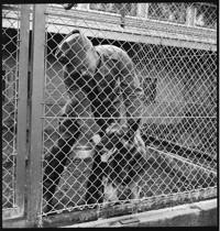 Dogs [Soldiers training with dogs]