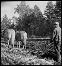 Road, Turku to Kuopio. Ploughing fields [Man ploughing field with horses]