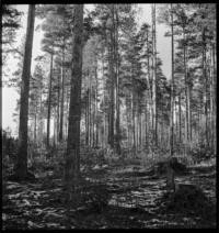 Turku, Hameenlinna, Vieramaki. Vierumaki [Forest]