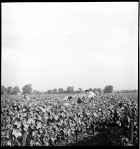 [Cognac: vineyard with workers]