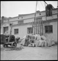 Swedish Army Manoeuvers. Feed for the horses [Soldiers lifting feed bags]