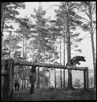 Dogs [Soldiers training with dogs]