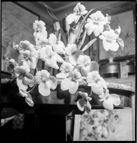 Lecoufle [Vacherot & Lecoufle, orchid growers]