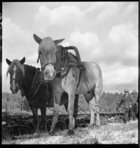 Road, Turku to Kuopio. Ploughing fields [Man ploughing field with horses]