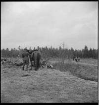Officers. Ploughing and horseman [Soldier with horse]