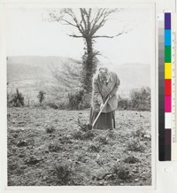 [Gertrude Stein hoeing in garden at Bilignin.]