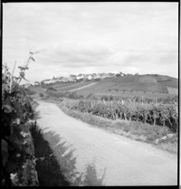 [Miscellaneous Region: Zellenberg, Haut-Rhin, Grand Est, France]