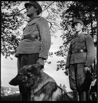 Dogs [Soldiers training with dogs]