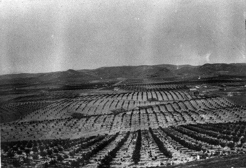 Yorba Linda 1915