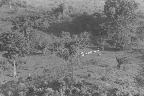 Cattle herd roaming in the hills, San Basilio de Palenque, 1976