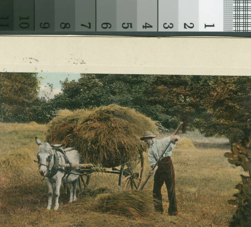 Haymaking