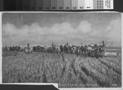 Rice Field — Calisphere