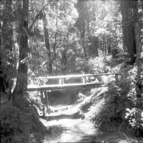 Bridge spanning a gully in the redwoods