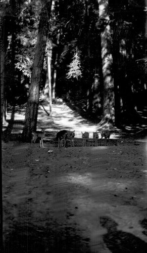 Herd of deer eating in a redwood forest