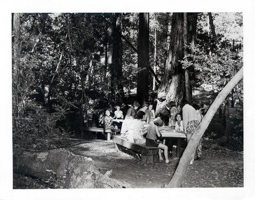 Group of girls working at picnic tables in the redwoods