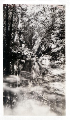 Stream running through a wooded area