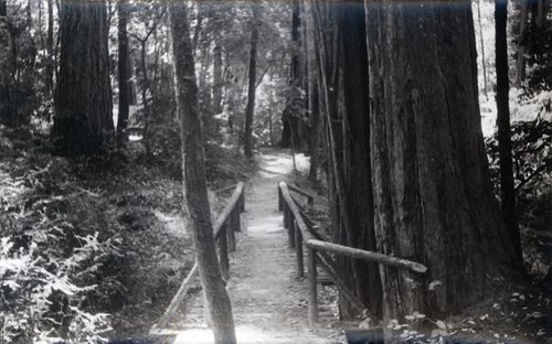 Trail in the redwoods with a boarded walk and railing