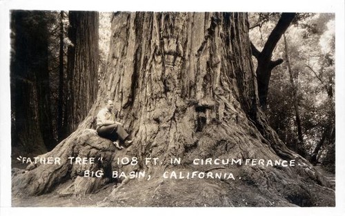 Father Tree in Big Basin California