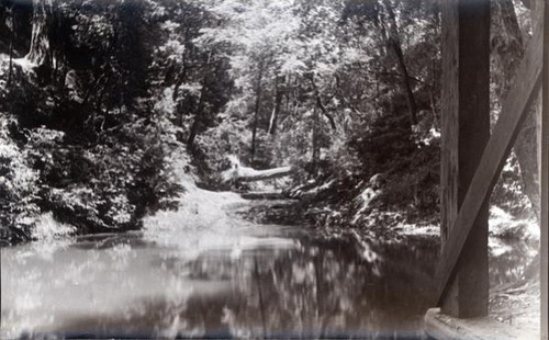 Pond surronded by forest