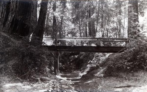 Bridge in a redwood forest spanning a small gully