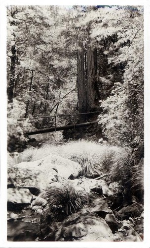 Bridge spanning a stream in a wooded area