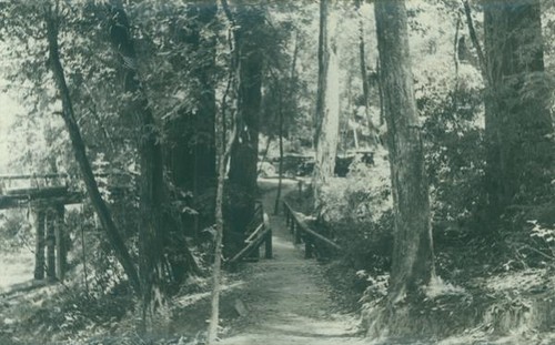 Trail running through the woods