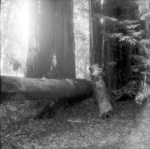 Fallen tree trunks in a small grove of redwood trees