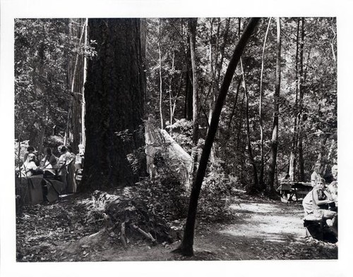 Group of girls working at picnic tables in the redwoods