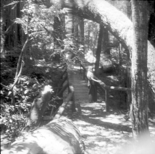 Trail with a bridge in the redwoods