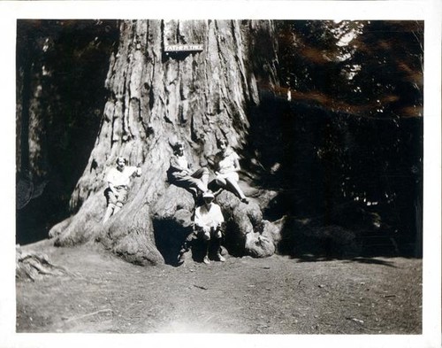 Four girls sitting on the base of a giant redwood tree