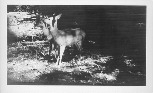 Two deer in a forest