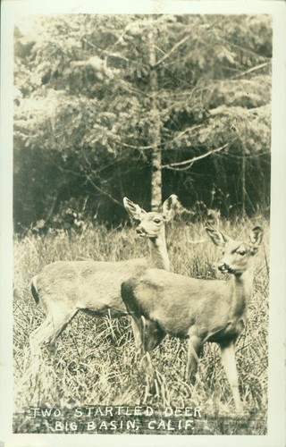 Two startled deer