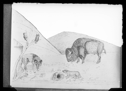 Photograph of a drawing illustrating Washoe life and legends