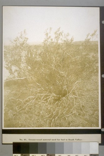 Grease-wood material used for fuel in Death Valley