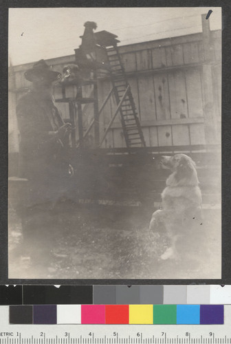1906. Camp Ingleside. [Man training dogs.]
