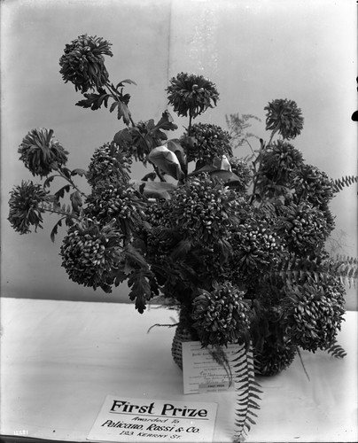 First prize. Basket of Chrysanthemums. Pelicano Rossi Company