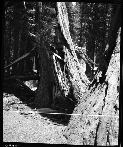 Hazard Trees, Base of Sequoia No. M-47