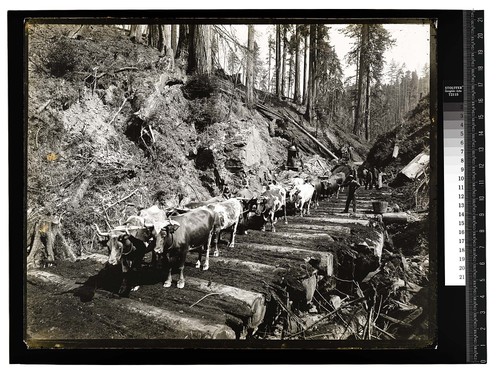 Among the Redwoods in California [Ox team - Vance Woods #2, First stage of logging/unknown]