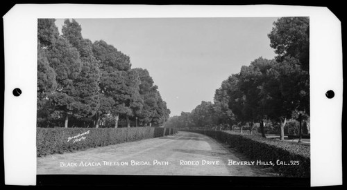 Black acacia trees on bridal [sic] path, Rodeo Drive, Beverly Hills, Cal