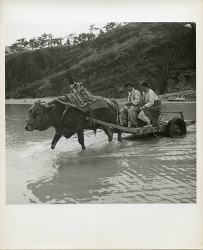 Young couple riding a bullock cart through a river