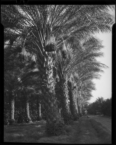 Date palm orchard, Indio or Palm Springs, 1931-1948