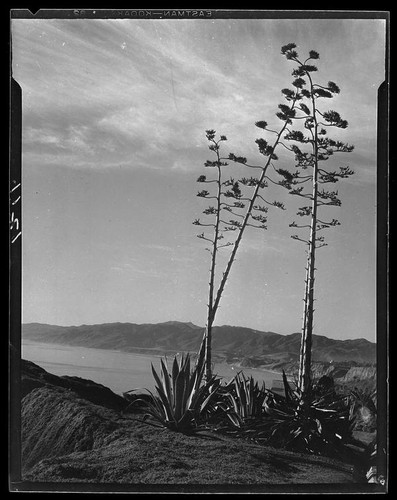 Agaves in bloom, Santa Monica, 1928