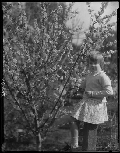 Adelaide Rearden posing next to a blossoming tree, Santa Monica, circa 1928