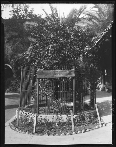 Riverside Washington Navel Parent Orange Tree, Riverside, 1932 — Calisphere