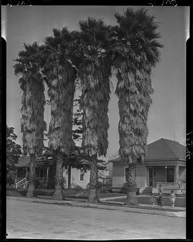 Clapboard houses and palm trees, Santa Monica, 1928