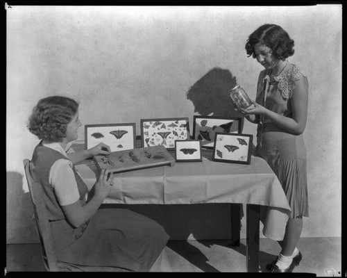 Two school girls at Thomas Starr King Junior High School show a butterfly collection, Los Angeles, circa 1933