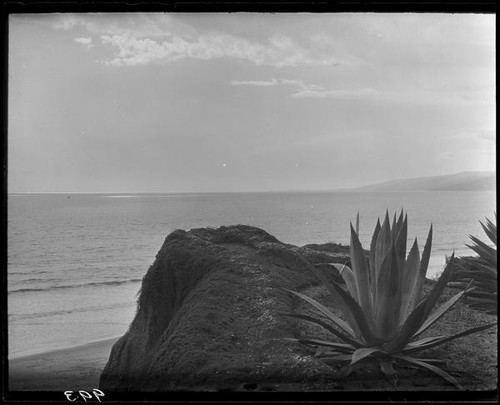 Agaves, cliffs, and ocean, Santa Monica, 1928