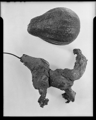 Avocados, normal and unusual forms, 1944