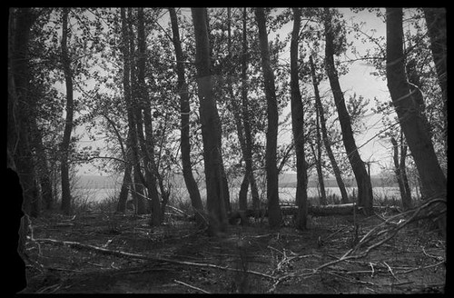 Trees near Mono Lake, Mono County, [1929?]