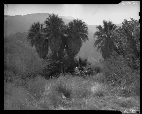 Chino Canyon, palm trees, Palm Springs, 1938